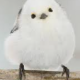 シマエナガ
