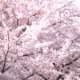 千本桜タイピング