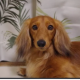犬のタイピング