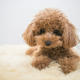 犬一回？？？？？