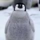 もふもふペンギン