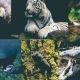 動物界の分類