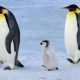 ペンギンタイピング