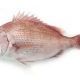 お魚