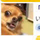 蚊１回
