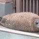 何かを連打