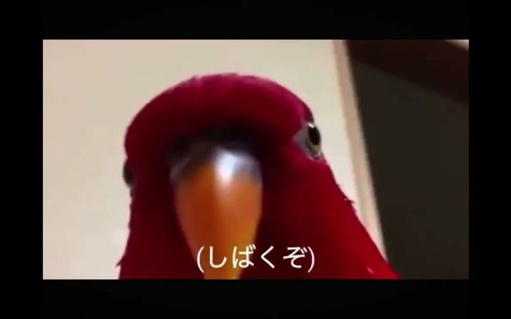 背景