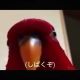 しばくぞインコタイピング