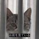 クリッタークラブ