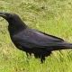 カラスの黒色の正体
