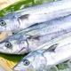 魚はかせを目指せ！