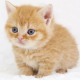 イヌ対ねこタイピング!!!!!!!!!