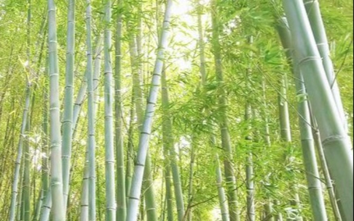 背景