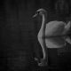 『Swan』 [Alexandros]
