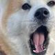 犬