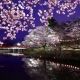 夜桜挽花