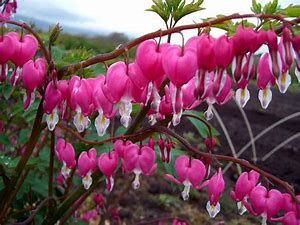 ちょうちんの花 | タイピング練習の「マイタイピング」