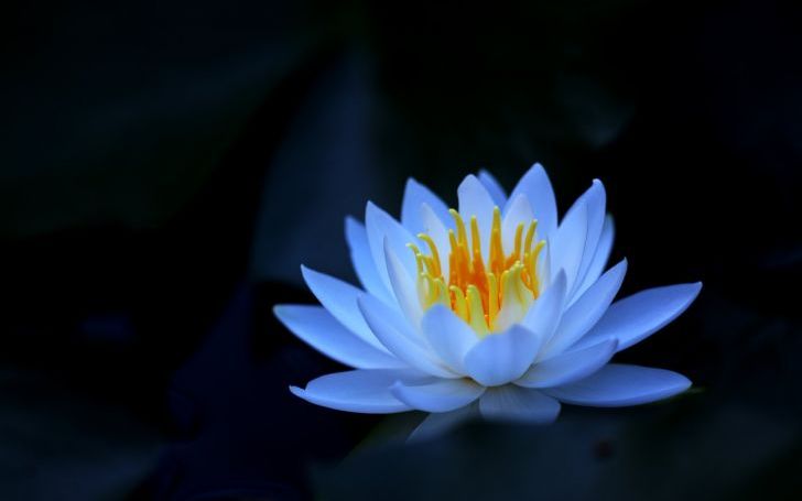 愛にただよう水蓮の花 タイピング練習の マイタイピング