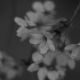 フジファブリク/桜の季節
