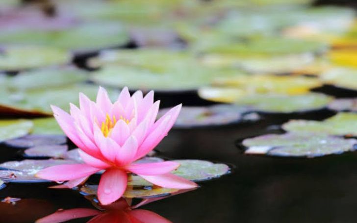 睡蓮花 タイピング練習の マイタイピング