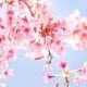 ✿桜タイピング✿