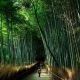 竹の歌