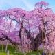 紫の桜
