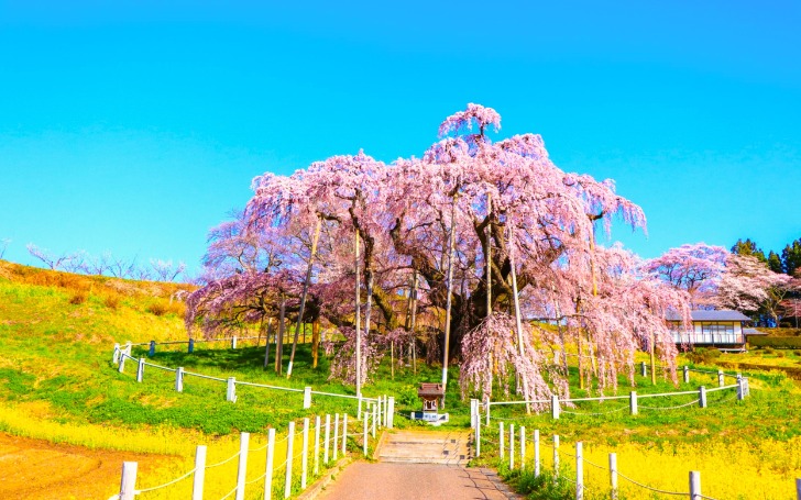 背景