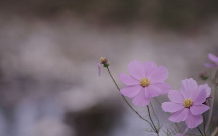 背景