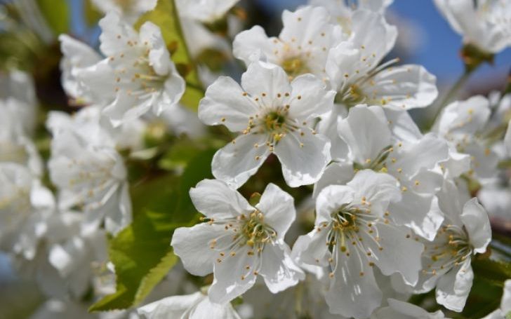 リンゴの花 コブクロ タイピング練習の マイタイピング