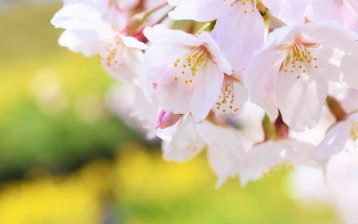 桜 コブクロ タイピング練習の マイタイピング