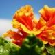 ORANGE RANGE　HIBISCUS