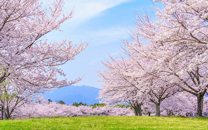 背景