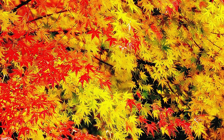 背景