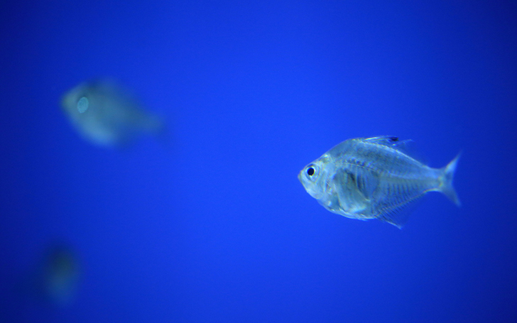 回遊魚のキャパシティ タイピング練習の マイタイピング