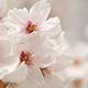 桜色カメラロール　真っ白なキャンバス